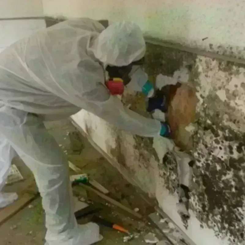 Mold Remediation and Removal in Pearl River, MS